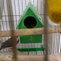 فنچ|پرنده|میانه, |دیوار