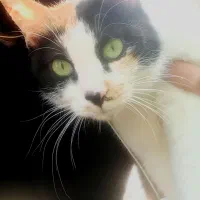 واگذاری گربه