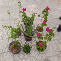 گلهای محیط باز باقیمت مناسب. تعدادمحدود