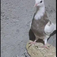 طوقی آجری kartoni