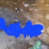 ۶ عدد کبوتر ککیلی کلفه.فیلی|پرنده|اردبیل, |دیوار