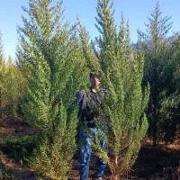 فروش نهال کاج و سرو ، زیتون تلخ نایلکسی