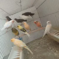 قناری دهن زن و مست مادگیر