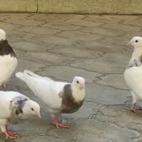 کبوترطوقی الماسی و سرکه ایی