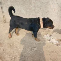 فروش سگ روت وایلر نروماده