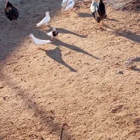 کفتر|پرنده|مهر, |دیوار