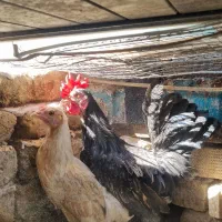 مرغ وخروس تزئینی وخرگوش تربیت شده