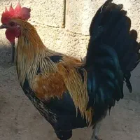 فروشی مرغ و خروس