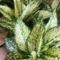 فروشنده گل و گیاه
