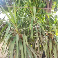 نخل سبز مسافر