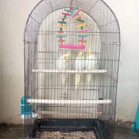 عروس هلندی مولد|پرنده|سرپل ذهاب, |دیوار