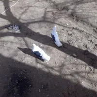کفتر|پرنده|بروجرد, |دیوار