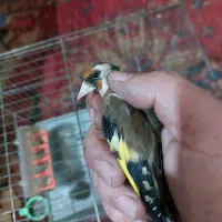 سهره ماده رام خیلی آرام جوجه قفس سه ساله قفس|پرنده|اردبیل, |دیوار