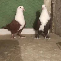 یک جفت جوونه کله سفید