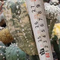 کاکتوس ابلق|گل و گیاه طبیعی|پاکدشت, پاکدشت (مامازند)|دیوار