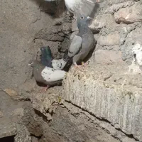 مجسمه کبوتر