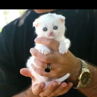 گربه اسکاتیش سفید برفی