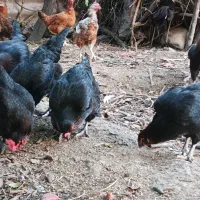 مرغ محلی+ نیمچه خروس گلین