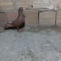 ماد سرخ کرمانی درشت عطیق