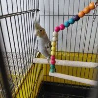 عروس هلندی|پرنده|ساوه, |دیوار