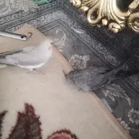 عروس هلندی نر و ماده|پرنده|شیراز, مسلم|دیوار