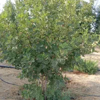 تعداد 80عدد انجیر (بر ایجی)