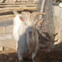 دبر|حیوانات مزرعه|شیدا, |دیوار