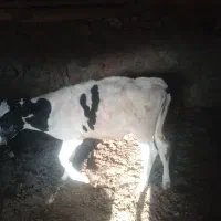 گوساله نر