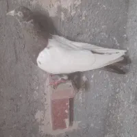 حیون