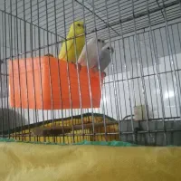 مرغ عشق سرحال و زیبا