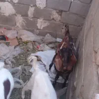 سلام علیک.دوشنگ.ویک بزیکساله هرسه۲۵بربری چش سفید