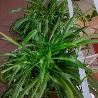 گل و گیاه|گل و گیاه طبیعی|ابهر, |دیوار