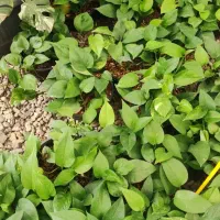 انواع گلهای اپارتمانی|گل و گیاه طبیعی|ورامین, ورامین|دیوار