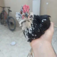 مرغ و خروس