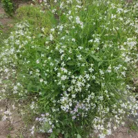زمینی به متراژ 770 متر