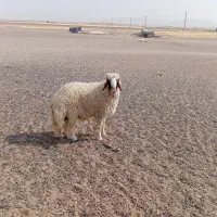 بره قوچ سنجابی اصل|حیوانات مزرعه|کوزران, |دیوار