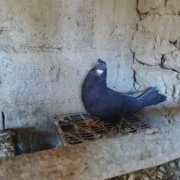 نر زاغ|پرنده|زابل, |دیوار