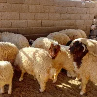 بره درجه یک