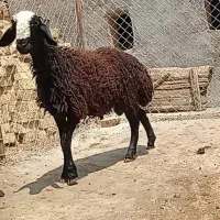 برقوچ چالی اصل