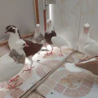 کبوتر طوقی و دوبال|پرنده|شوشتر, |دیوار