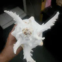 صدف گوشماهی