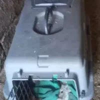 سگ آپارتمانی|سگ|آستانه اشرفیه, |دیوار