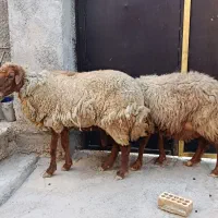 دو راس گوسفند ماده باردار|حیوانات مزرعه|بندر ماهشهر, |دیوار
