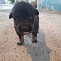 توله ژرمن|سگ|سنگر, |دیوار