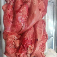 فروش قلم ، پاچه ، دنبه ، جگر|حراج|شیروان (خراسان), |دیوار