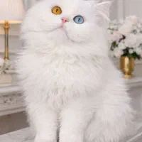 گربه پرشین چشم دورنگ سوپرفلت ماده بهمراه لوازمش