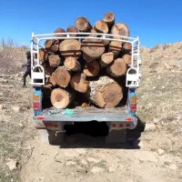 خرید چوب و هرس درختان باغی ویلا.