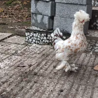 فروش مرغ و خروس سلطان|حیوانات مزرعه|لاهیجان, بوجایه|دیوار