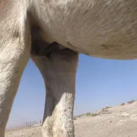 شیر خردرمان هردرد|خوردنی و آشامیدنی|کبودرآهنگ, |دیوار