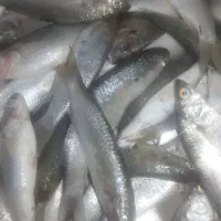 ماهی بیا|ماهی|آبپخش, |دیوار